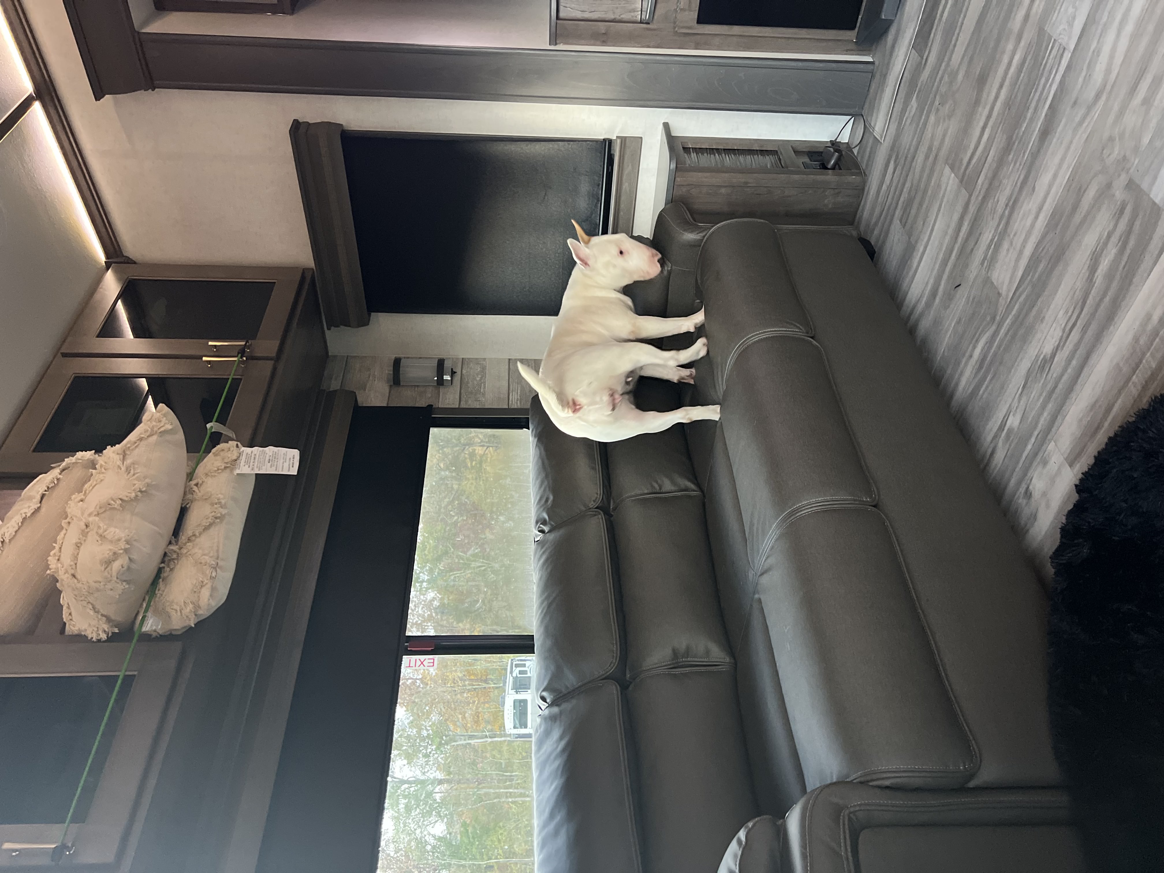 White English Bull Terrier standing on a dark leather sofa inside a fifth wheel RV interior