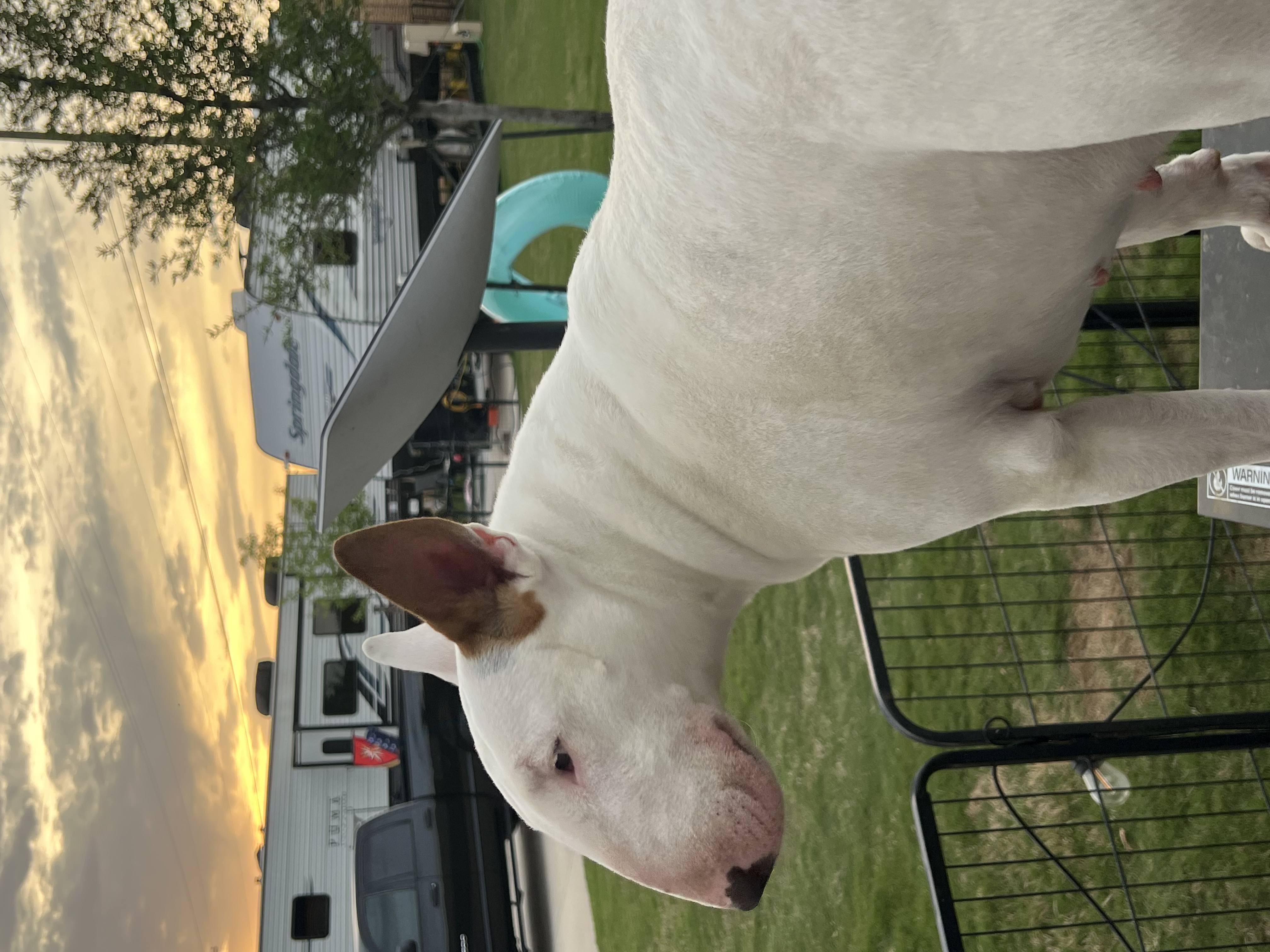 White English Bull Terrier standing at an RV resort fence with RVs and a sunset sky in the background
